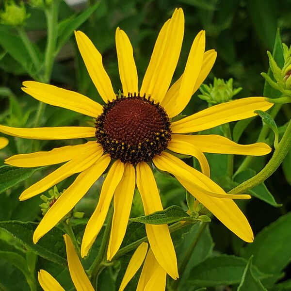 Rudbeckia subtomentosa 花