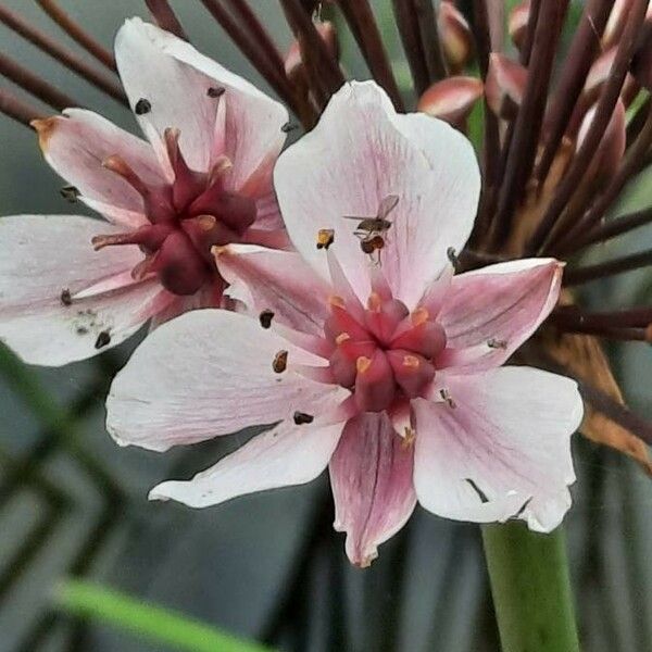 Butomus umbellatus Blomst