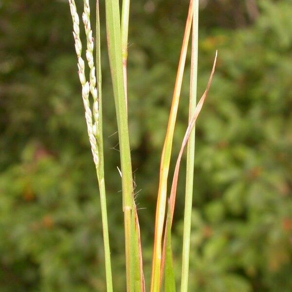 Digitaria filiformis Fruit