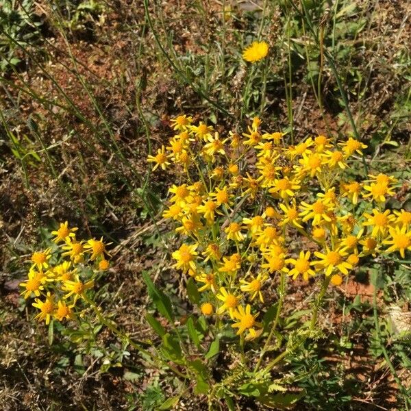 Senecio integerrimus Flower