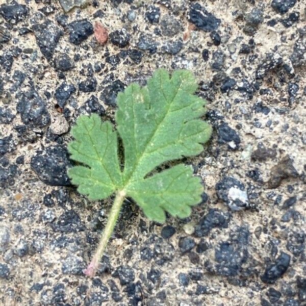 Erodium malacoides Blad