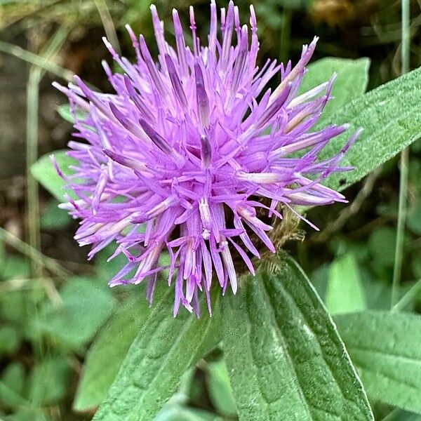 Centaurea nigra Flower