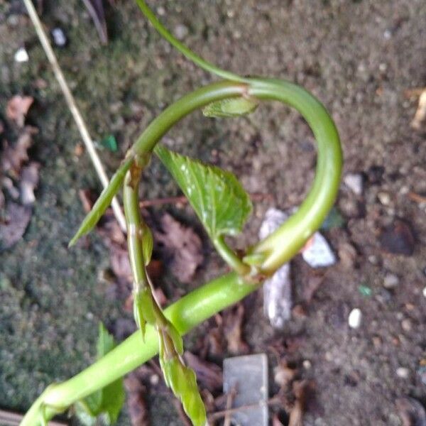 Cissus verticillata ഇല