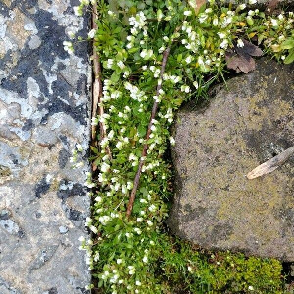 Draba verna Flower