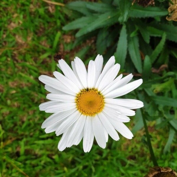 Leucanthemum maximum Flower