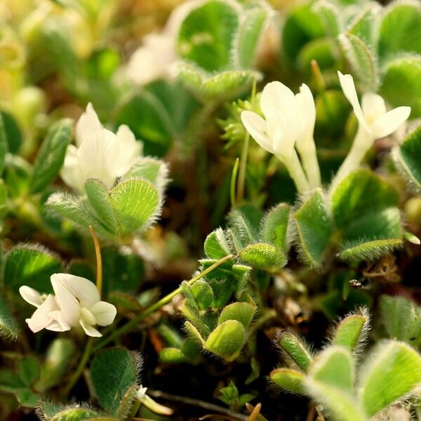 Trifolium subterraneum Flower