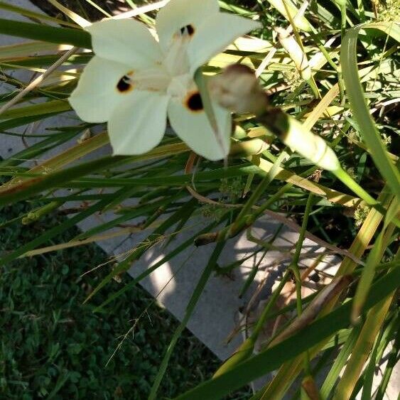 Dietes bicolor Blomma