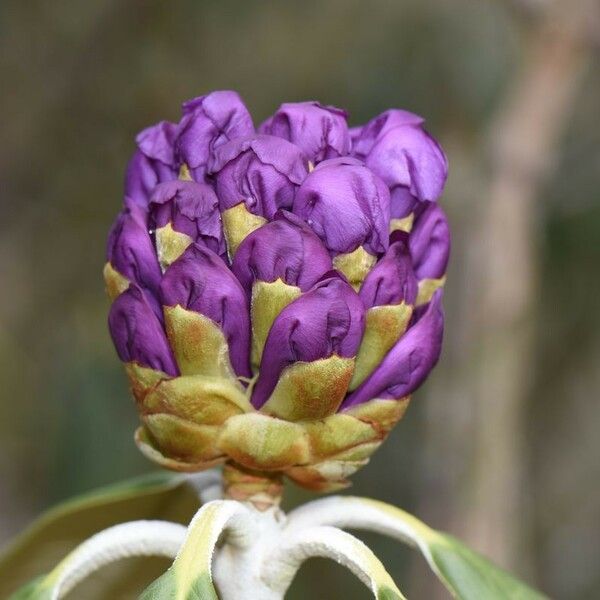 Rhododendron niveum Fleur