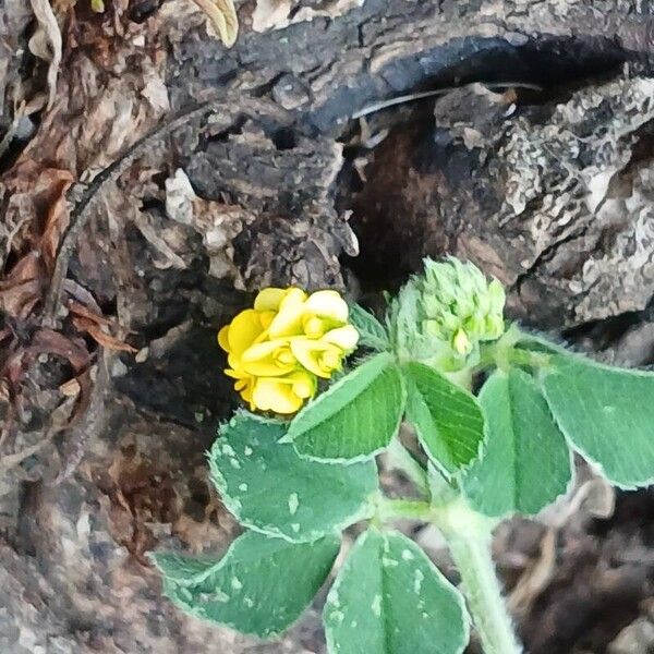 Medicago lupulina Цвят