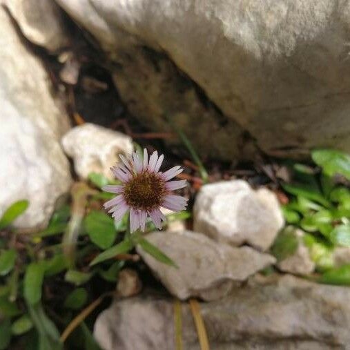 Erigeron schleicheri Blomst