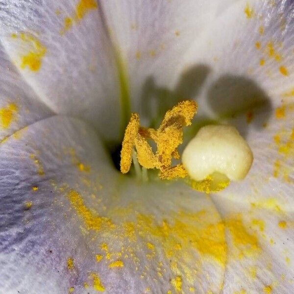 Lilium candidum Floro