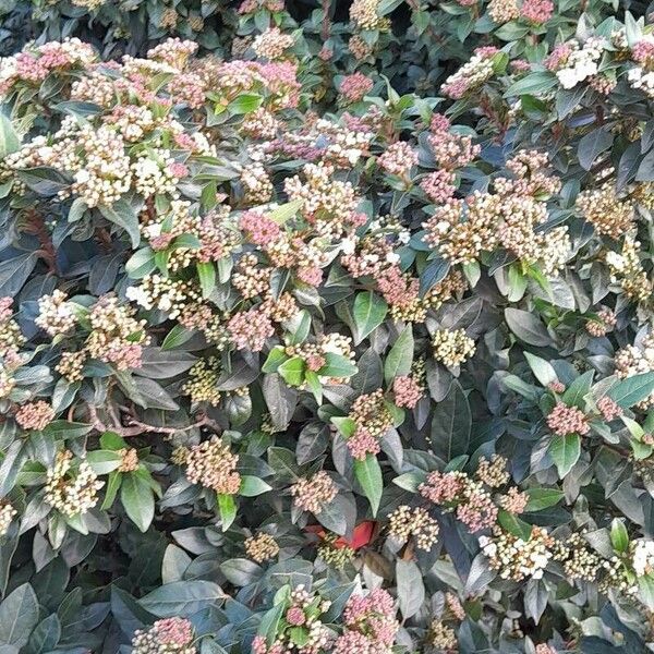 Viburnum tinus عادت داشتن