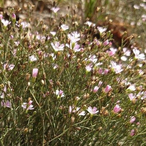 Petrorhagia saxifraga Blüte