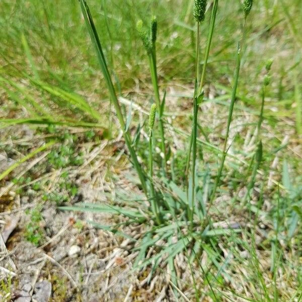 Phleum phleoides Flower