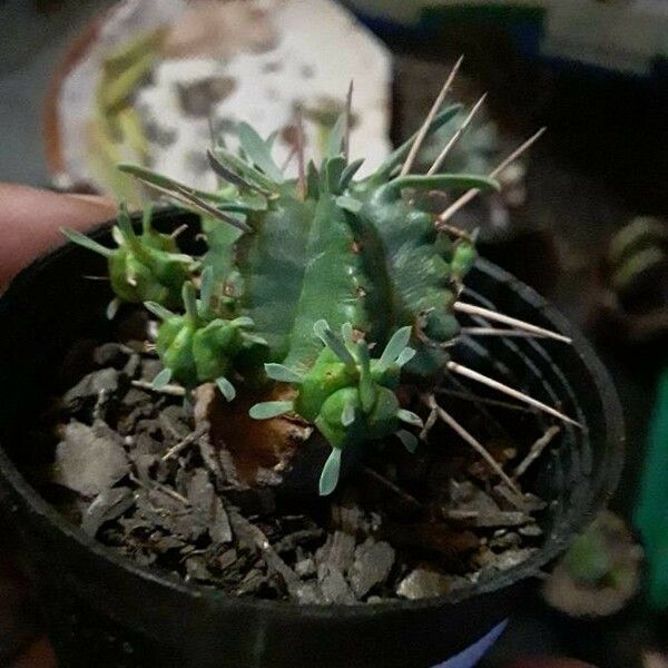 Euphorbia pulvinata পাতা