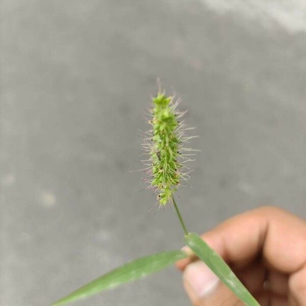 Setaria verticillata Листок