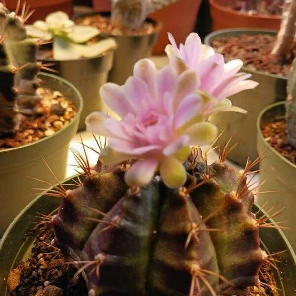 Gymnocalycium anisitsii Leaf