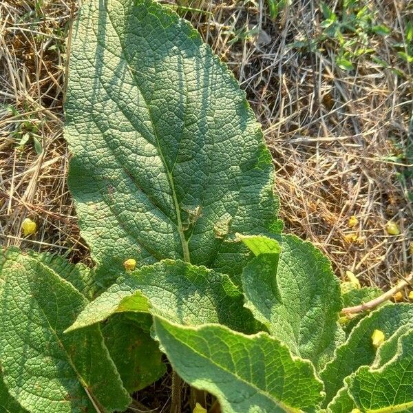 Verbascum nigrum 葉
