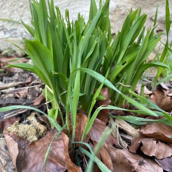 Allium tricoccum Hábito