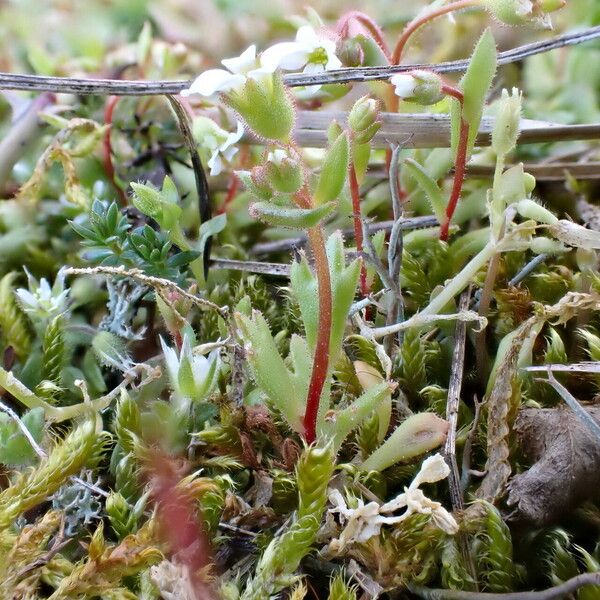 Saxifraga tridactylites Costuma