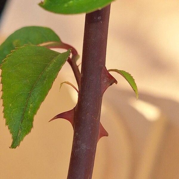 Rosa laevigata Bark