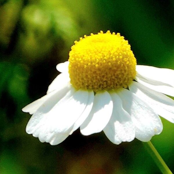 Matricaria chamomilla Flor