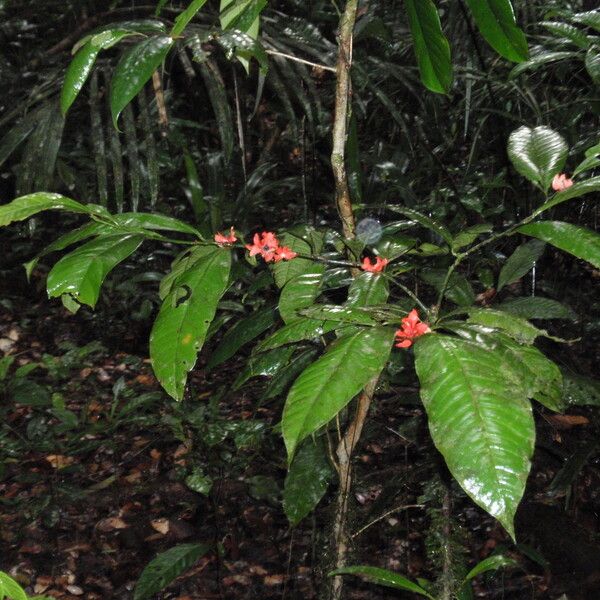 Heisteria cauliflora