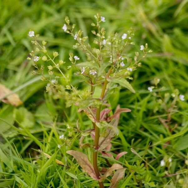 Veronica catenata Hábito