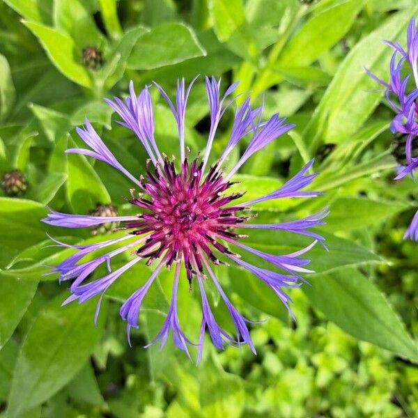 Centaurea montana Kvet