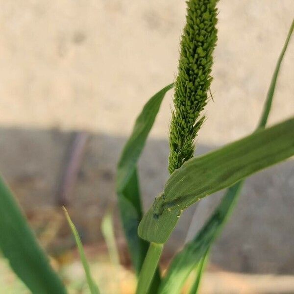 Setaria verticillata Bloem