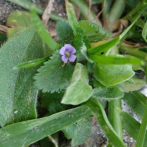 Stemodia verticillata Kukka