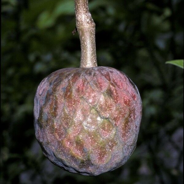 Annona reticulata Fruitua