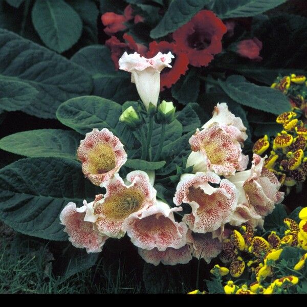 Sinningia speciosa Flower