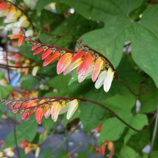 Ipomoea lobata Flower