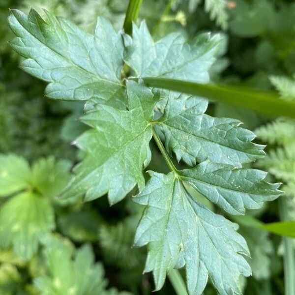 Pimpinella major Blad