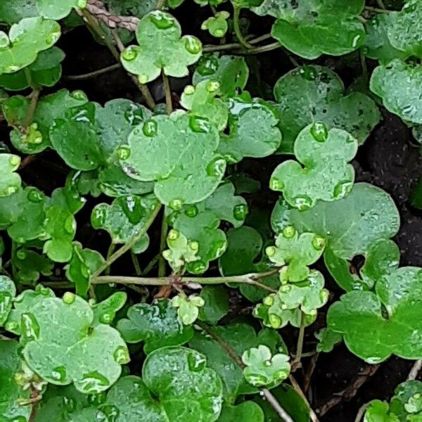 Ranunculus hederaceus Leaf