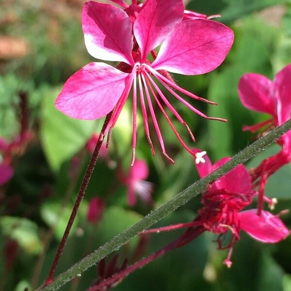 Gaura lindheimeri 花