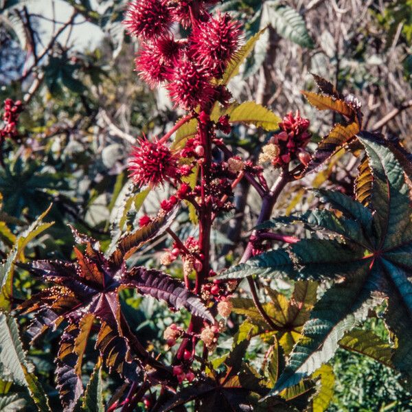 Ricinus communis Fruit