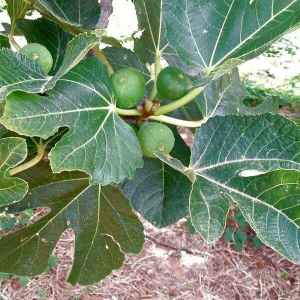 Ficus carica Fruit