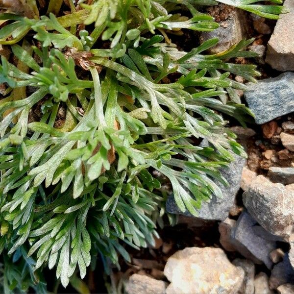 Artemisia genipi Levél