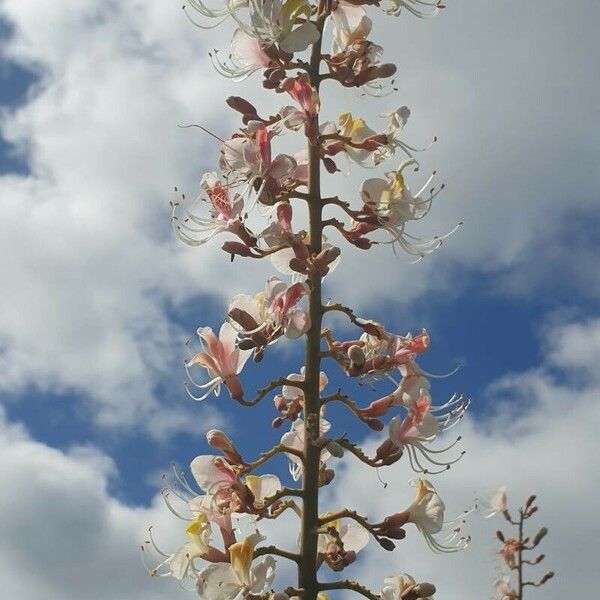 Aesculus indica ফুল