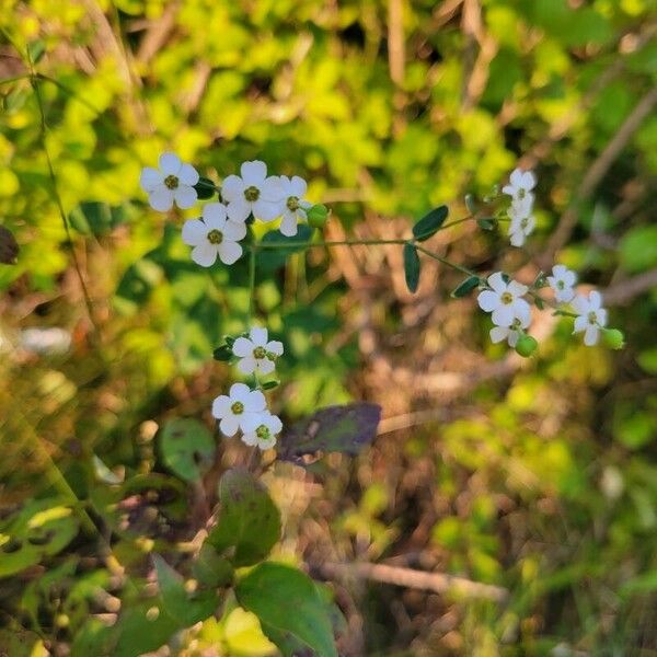 Euphorbia corollata Fiore