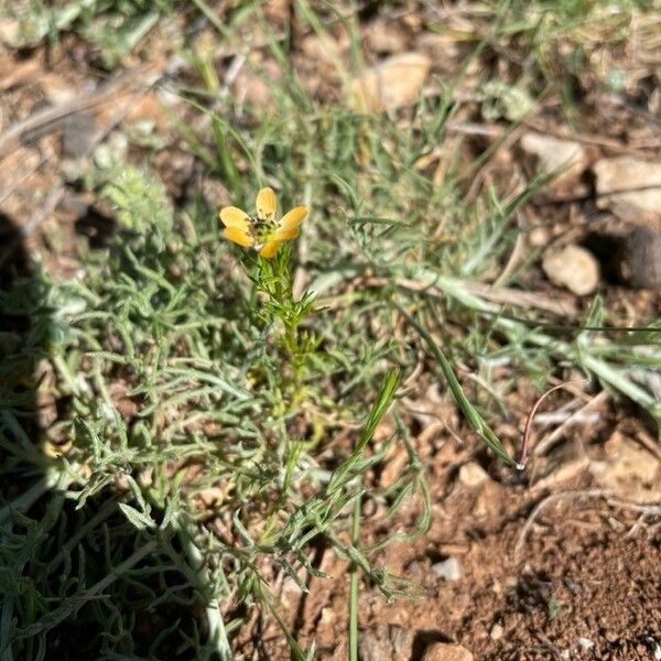 Adonis microcarpa Flower