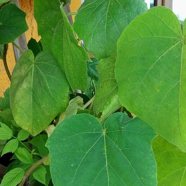 Paulownia tomentosa Lehti