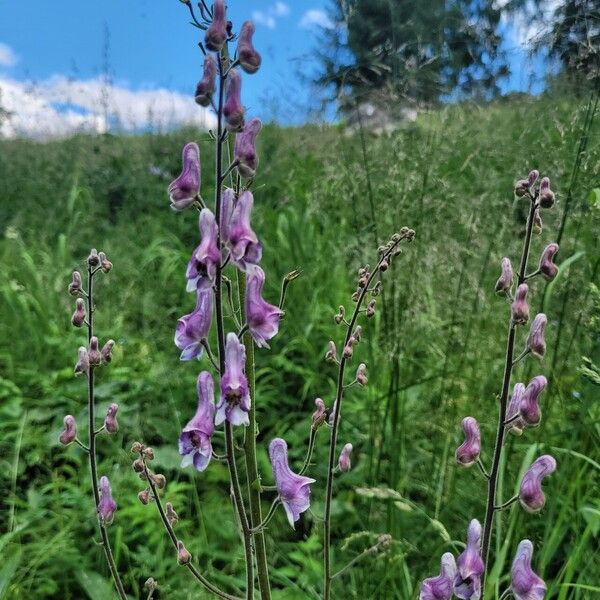 Aconitum septentrionale പുഷ്പം