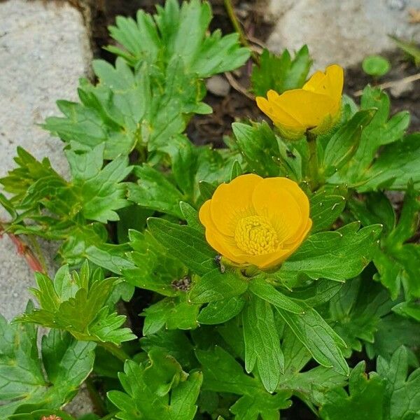 Ranunculus montanus Floare