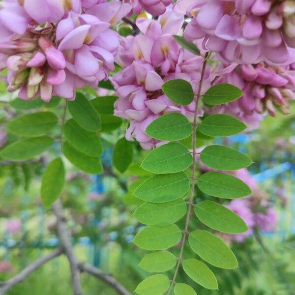 Robinia hispida 叶