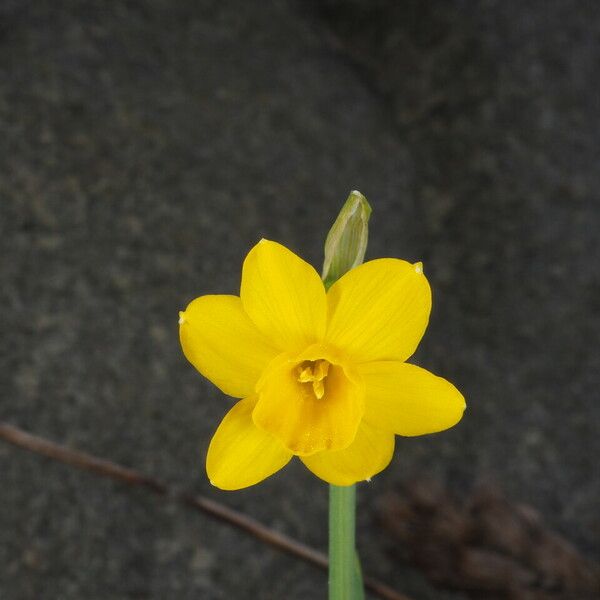 Narcissus calcicola ফুল