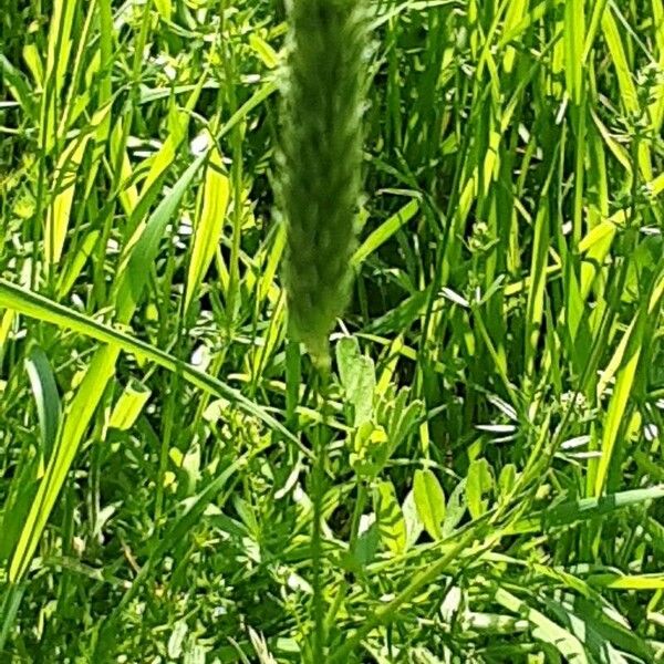 Alopecurus pratensis Flor