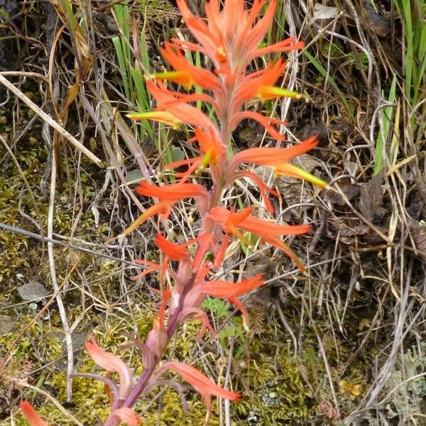 Castilleja subinclusa Συνήθη χαρακτηριστικά